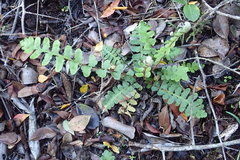 Asplenium capense