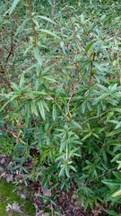 Berberis pruinosa