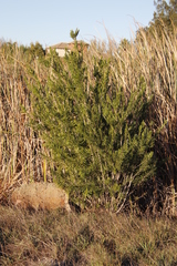Melaleuca viminalis viminalis