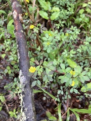 Trifolium dubium