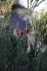 Melaleuca viminalis viminalis