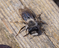 Andrena vaga