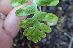Asplenium capense