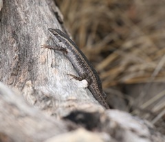 Trachylepis spilogaster
