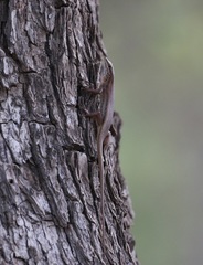Trachylepis