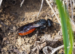 Sphecodes albilabris