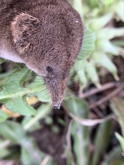 Sorex cinereus
