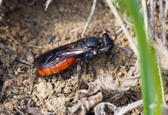 Sphecodes albilabris