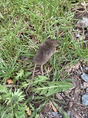 Sorex cinereus