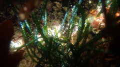 Chaetomorpha robusta