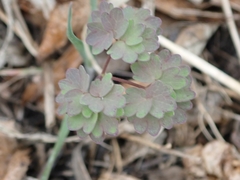 Thalictrum venulosum