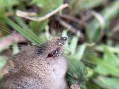 Sorex cinereus