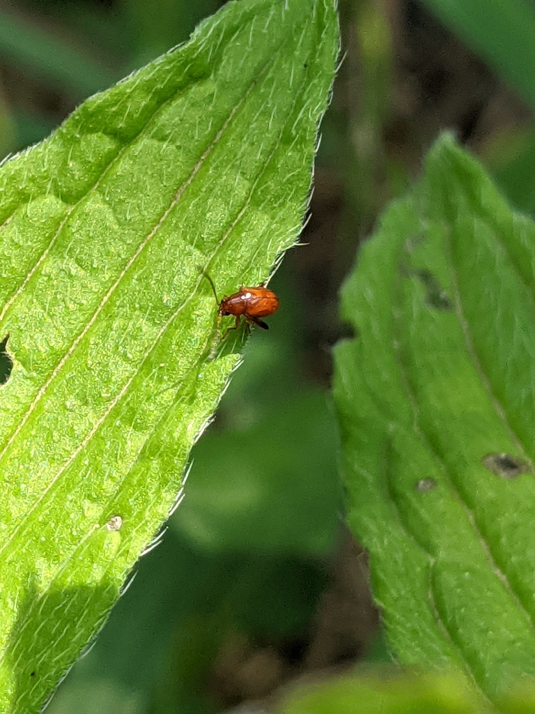 Rufous Marbleseed Flea Beetle