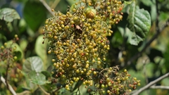 Searsia pyroides pyroides