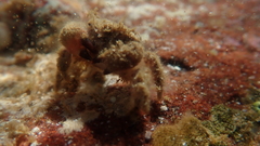 Pilumnus minutus