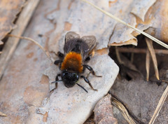 Andrena clarkella