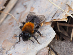 Andrena clarkella
