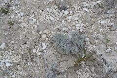 Artemisia hololeuca