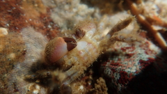 Pilumnus minutus