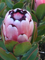 Protea stokoei
