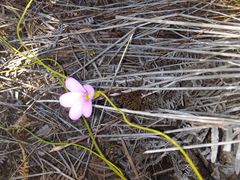 Oxalis polyphylla pentaphylla