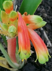 Clivia