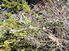 Trichocephalus stipularis
