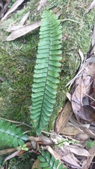 Asplenium normale normale