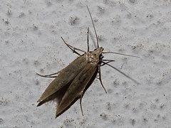 Limnaecia phragmitella