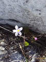 Oxalis polyphylla pentaphylla