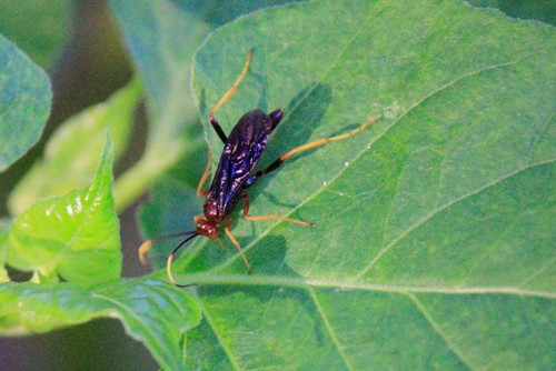 Joppidium brochum