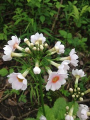 Primula japonica
