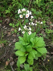 Primula japonica