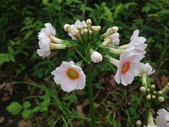 Primula japonica