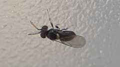 Aphelinidae