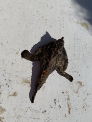 Ogcocephalus
