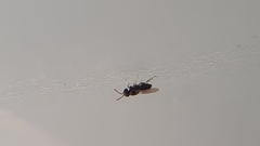 Aphelinidae