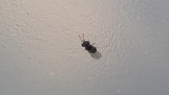 Aphelinidae