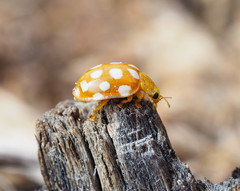 Halyzia sedecimguttata