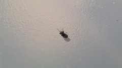 Aphelinidae