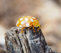 Halyzia sedecimguttata