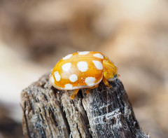 Halyzia sedecimguttata