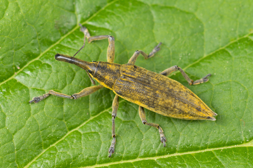 Lixus iridis