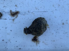 Molgula occidentalis