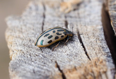 Chrysomela vigintipunctata