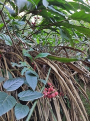 Alpinia japonica