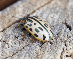 Chrysomela vigintipunctata