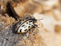 Chrysomela vigintipunctata