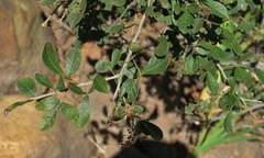 Searsia pyroides pyroides