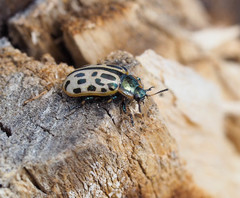 Chrysomela vigintipunctata